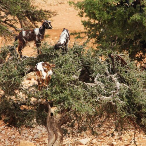 Gleitschirm Abenteuerreise Marokko Ziegen auf Baum